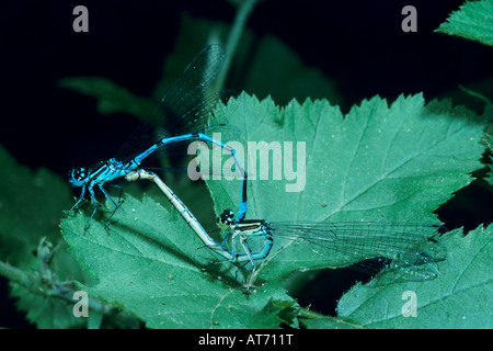 Azure Damselfly Coenagrion puella coppia coniugata Zugo Svizzera Giugno 1993 Foto Stock