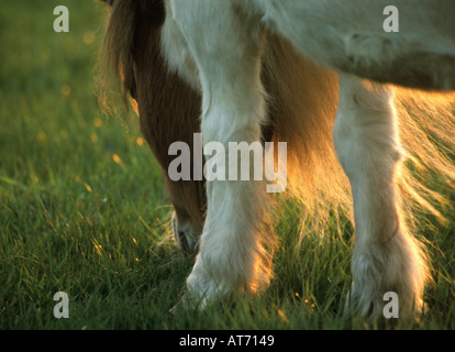 Un pony Shetland pascolare nel golden luce della sera con la brezza soffia la sua mane Foto Stock