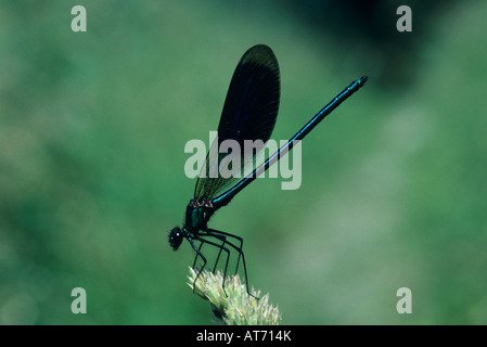 Nastrare Demoiselle Calopteryx splendens maschio appollaiato Zugo Svizzera Giugno 1993 Foto Stock