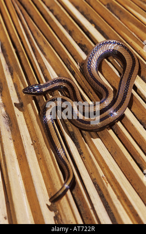 Black-Striped Snake Coniophanes imperialis adulto su dead palm frond Rio Grande Valley Texas USA Foto Stock