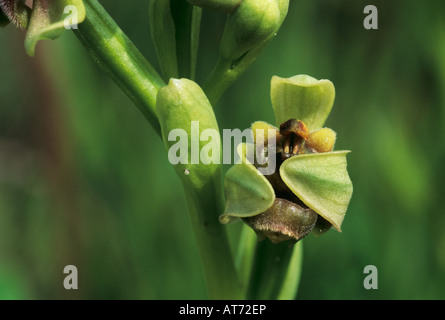 Bumblebee Orchid Ophrys bombyliflora blooming Samos isola greca Grecia Aprile 1994 Foto Stock