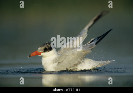 Caspian Tern Sterna caspia immaturi saldatore di balneazione Wildlife Refuge Sinton Texas USA Maggio 2005 Foto Stock