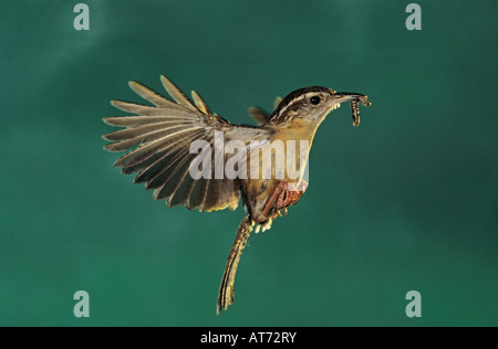 Carolina Wren Thryothorus ludovicianus adulto in volo Il Inn at Chachalaca piegare Cameron County Rio Grande Valley Texas USA Foto Stock