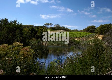 Montalto di vigna e oliveto, rosso collina meridionale (Penisola di Mornington vicino a Melbourne, Victoria) Foto Stock