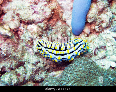 Phyllidia varicosa nudibranch, Phyllidia varicosa febbraio 2008, isole Surin, sul mare delle Andamane, Thailandia Foto Stock