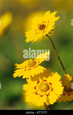 Coreopsis Coreopsis tinctoria blooming Willacy County Rio Grande Valley Texas USA Aprile 2004 Foto Stock