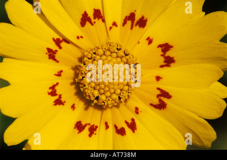 Coreopsis Coreopsis tinctoria blooming Willacy County Rio Grande Valley Texas USA Aprile 2004 Foto Stock