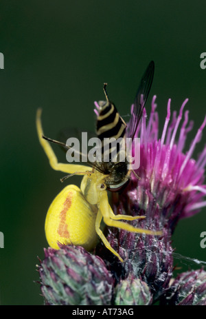 Il ragno granchio Misumena vatia adulto con hoverfly Syrphidae come preda Oberaegeri Svizzera luglio 1996 Foto Stock