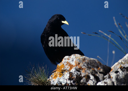 Alpine CHOUGH Pyrrhocorax graculus adulto Niederhorn Interlaken Svizzera Agosto 1998 Foto Stock
