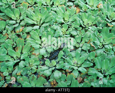 American Alligator Alligator mississipiensis giovani in acqua la lattuga Pistia Stratiotes cavatappi palude Santuario Florida USA Foto Stock