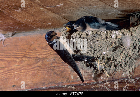 Barn Swallow Hirundo rustica adulto alimentazione dei giovani nel nido nel fienile Oberaegeri Svizzera luglio 1997 Foto Stock