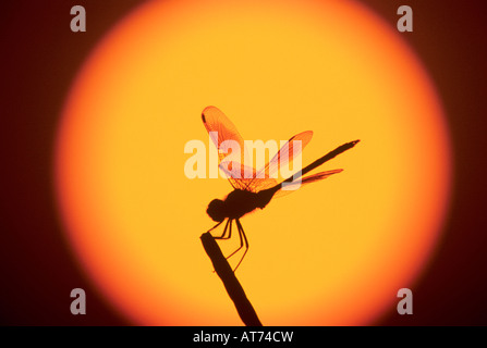 Quattro-spotted Pennant Brachymesia gravida adulto presso sunrise saldatore Wildlife Refuge Sinton Texas USA Maggio 2005 Foto Stock