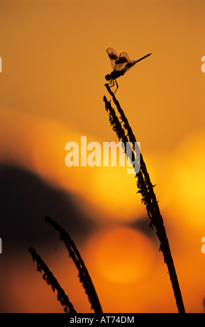 Quattro-spotted Pennant Brachymesia gravida adulto presso sunrise saldatore Wildlife Refuge Sinton Texas USA Maggio 2005 Foto Stock