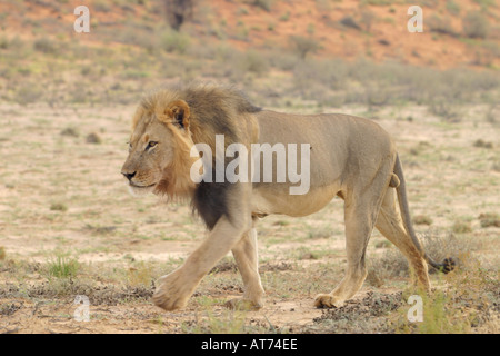 Leone nero leone maned fotografia stock Foto Stock