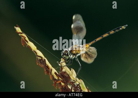 Quattro-spotted Pennant Brachymesia gravida adulto su canne saldatore Wildlife Refuge Sinton Texas USA Maggio 2005 Foto Stock