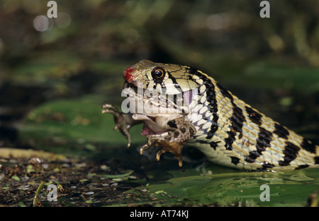 Giarrettiera a scacchi Snake Thamnophis marcianus marcianus adulto eating Leopard Frog Lago Corpus Christi Texas USA Aprile 2003 Foto Stock