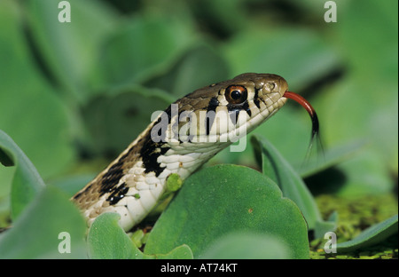 Giarrettiera a scacchi Snake Thamnophis marcianus marcianus adulto Lago Corpus Christi Texas USA Aprile 2003 Foto Stock