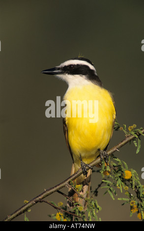 Grande Kiskadee Pitangus sulfuratus adulto su blooming Huisache Acacia farnesiana Lago Corpus Christi Texas USA Aprile 2003 Foto Stock