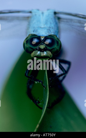 Pondhawk orientale Erythemis simplicicollis maschio su Waterhyacint Eichornia crassipes Lago Corpus Christi Texas USA Foto Stock