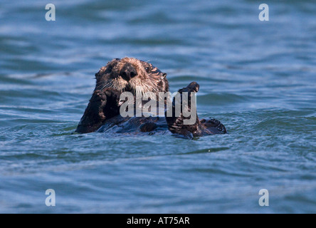SEA OTTER Enhydra lutris galleggiante nelle acque di ELKHORN SLOUGH vicino a MOSS LANDING CALIFORNIA Foto Stock