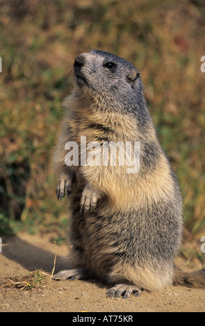 La marmotta alpina Marmota marmota adulto in piedi chiamando Saas Fee Svizzera Settembre 2003 Foto Stock