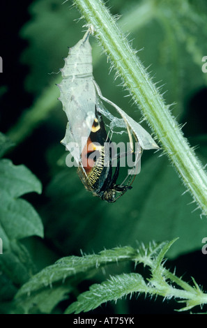 Farfalla pavone Inachis io adulto emergente dalla pupa su Ortica Urtica dioica Oberaegeri Svizzera Maggio 1994 Foto Stock