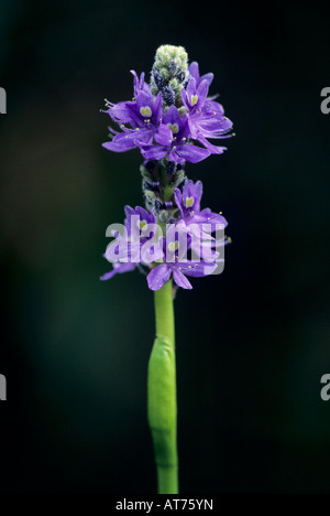 Pontederia Pickerelweed cordata blossom Everglades National Park Florida USA Dezember 1998 Foto Stock