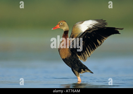 Rospo Whistling-Duck Dendrocygna autumnalis adulto sbattimenti ali saldatore Wildlife Refuge Sinton Texas USA Foto Stock