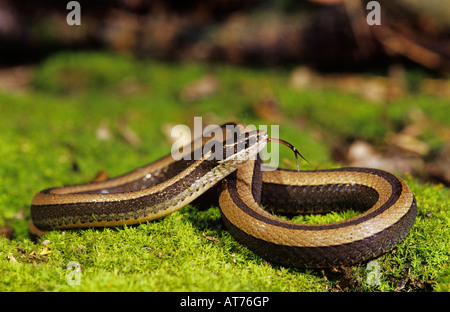 Black-Striped Snake Coniophanes imperialis adulto su moss Rio Grande Valley Texas USA Foto Stock