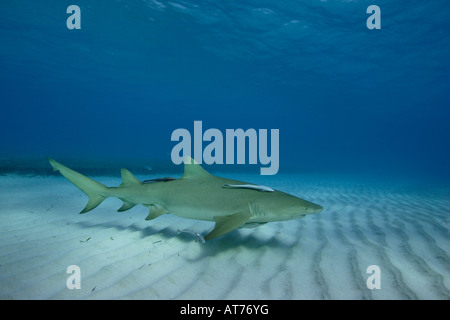 Pa0615-D. Lo squalo limone, Negaprion brevirostris. Bahamas, Oceano Atlantico. Foto Copyright Brandon Cole Foto Stock