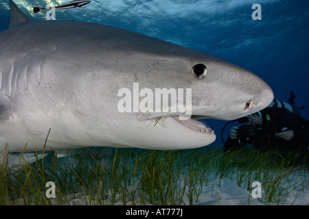 Pa0768-D. Tiger Shark, Galeocerdo cuvier. Bahamas, Oceano Atlantico. Foto Copyright Brandon Cole Foto Stock