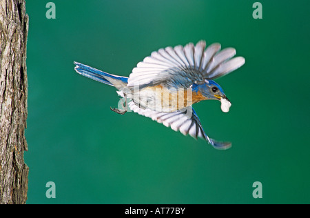 Eastern Bluebird Sialia sialis maschio in volo con feci la sac Willacy County Rio Grande Valley Texas USA Aprile 2004 Foto Stock