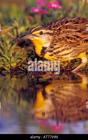 Eastern Meadowlark Sturnella magna adulto bere la Contea di Willacy Rio Grande Valley Texas USA Aprile 2004 Foto Stock