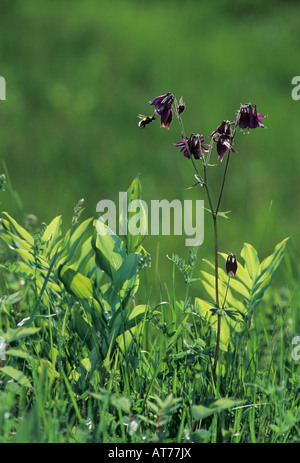 Unione aquilegia alpina Aquilegia vulgaris blooming con bumblebee Oberaegeri Svizzera Maggio 1995 Foto Stock