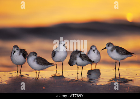 Sanderling Calidris alba gruppo al tramonto inverno piumaggio Sanibel Island Florida USA Dezember 1998 Foto Stock