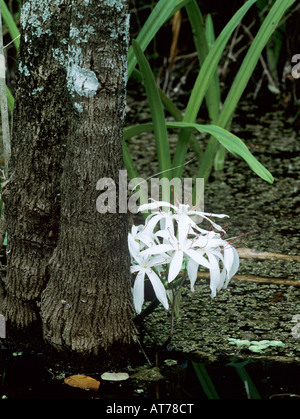 Swamp Lily Crinum americanum blooming Everglades National Park Florida USA Dezember 1998 Foto Stock