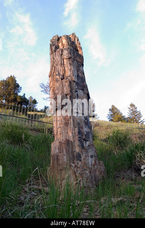 Un albero pietrificato è uno dei luoghi di interesse da visitare vicino a Roosevelt Lodge nel Parco Nazionale di Yellowstone, WY. Foto Stock