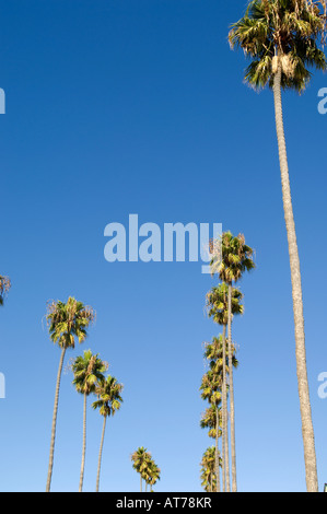 Filari di alberi di palma in California contro un profondo blu cielo chiaro. Foto Stock