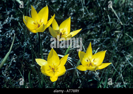 Tulipano selvatico Tulipa sylvestris blooming Wallis Switzerland Maggio 1999 Foto Stock