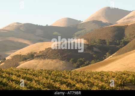 Talley vigneti Arroyo Grande California Foto Stock