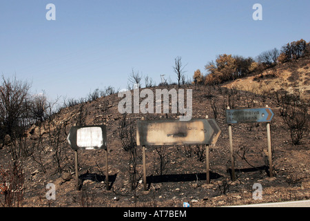 Grecia quattro settimane dopo la incendi. Area bruciata Foto Stock