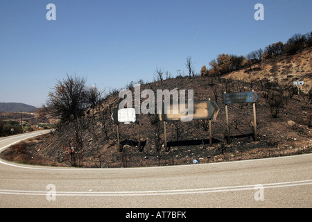 Grecia quattro settimane dopo la incendi. Area bruciata Foto Stock