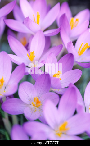 Crocus fiori di primavera di crochi C tommasinianus Whitewell viola primavera precoce fioritura nana piante a bulbo REGNO UNITO Foto Stock