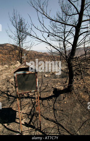 Grecia quattro settimane dopo la incendi. Area bruciata vicino Smerna Foto Stock