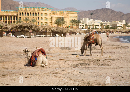 Taba Heights Sinai Egitto Nord Africa Febbraio due cammelli sulla spiaggia in attesa di dare ai turisti un giro attorno al complesso Foto Stock