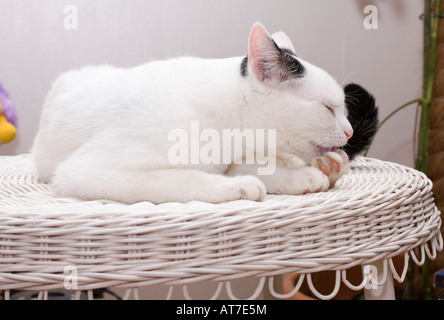 Ritratto di un giovane gatto bianco domestico (Felis catus) sdraiato e leccato la sua zampa Foto Stock