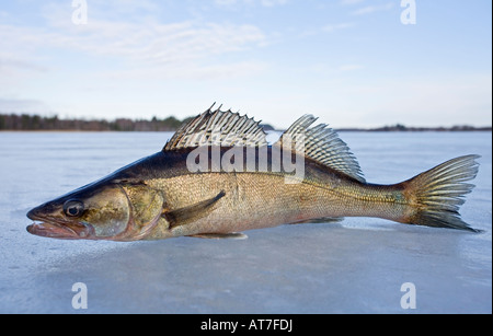 Primo piano di un pesce pescatore europeo di acqua dolce ( Sander lucida ) su ghiaccio , Finlandia Foto Stock