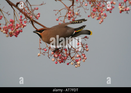 Alimentazione Waxwing su Rowan bacche Foto Stock