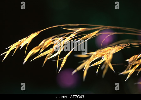 Golden Avena Stipa gigantea soleggiato contro uno sfondo nero Foto Stock