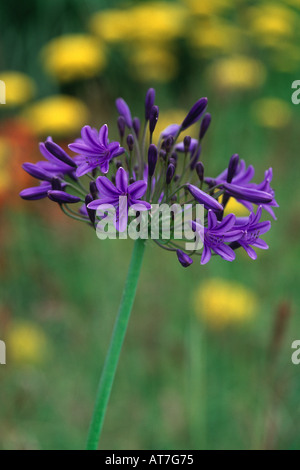 African Lilly Agapanthus Windsor Castle Flower testa contro sfondo blured